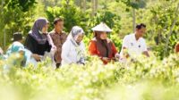 Launching Gerakan Serentak Tanam Sayur, PKK Luwu Koordinasi ke Kecamatan