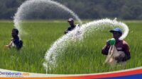 Petani Lumajang Terancam Gagal Panen