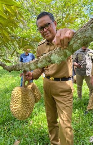 Disela Kunjungan Kerja Gubernur Sulsel Sempatkan Diri Panen Durian