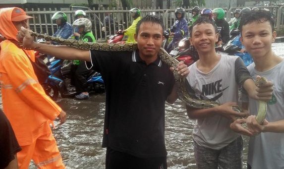 Ular Sanca Masuk Rumah Warga Saat Banjir di Mampang